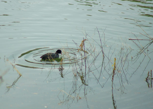 鴨　でしょうか水面に輪をかき遊んでいます